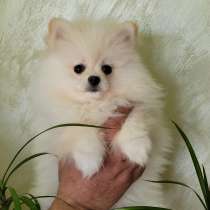 Померанский шпиц, в г.Бельцы