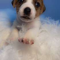 Щенки Джек рассел, в Вологде