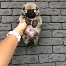 Щенок шпица, в г.Берлин