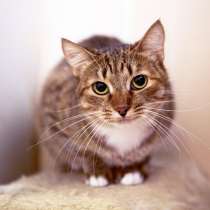 Кошечка Бразилия, в Москве