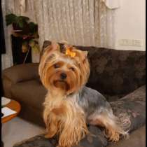 Продаются щенки йорка породистые и очень красивые, в г.Nazerat `Illit