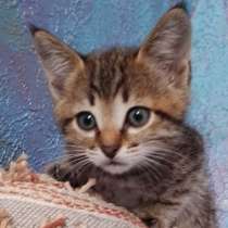 Котенок на счастье, в Одинцово