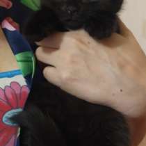 Шотландский вислоухий котик, в г.Тирасполь