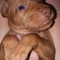 Венгерская короткошерстная выжла. Щенки, в г.Каунас