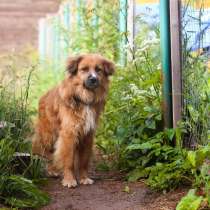 Пушистый красивый пёс небольшого размера, в Санкт-Петербурге