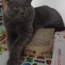 Британский кот на вязку, в г.Ришон-ле-Цион
