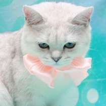 Шотландская кошечка окраса шиншила, в Москве