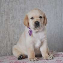 Щенки лабрадора от чемпиона, в Феодосии