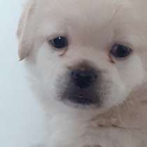 Prodám pejska plemene Pikinese, в г.Policka