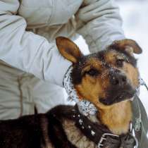 Разумный ласковый молодой пес, в Санкт-Петербурге