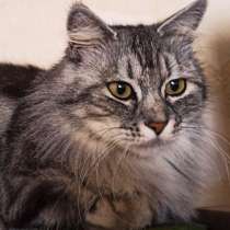 Курильский бобтейл, в Донецке