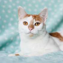 Веселая Ленси, в г.Минск