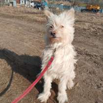 Очень красивая диванная собачка, в Санкт-Петербурге