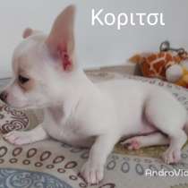 Чихухуа на Кипре, в г.Ларнака