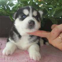 Крупные хаски сибирские, в Сергиевом Посаде