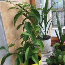 Лимоны, в Кемерове