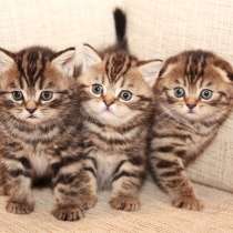 Шотландские котята, в г.Комрат