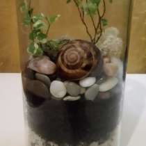 Флорариум с Фикусом, в Ростове-на-Дону