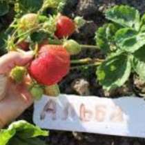 Рассада клубники альба, в Кизилюрте