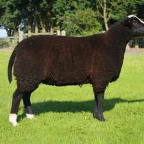 Племенные овцы Цвартблес (Скот из Европы класса Элита), в Красноярске