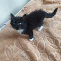 Отдам котят за шоколадку Alpen gold, в г.Лида