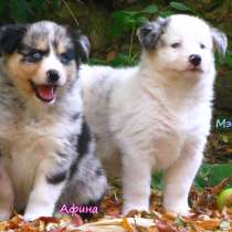 Голубоглазые щенки австралийской овчарки аусси, в Москве