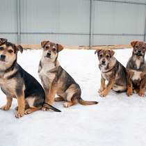 Ласковые, умные щенки, будущие охранники в добрые руки, в Москве