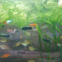 Меченосцы, в Гатчине