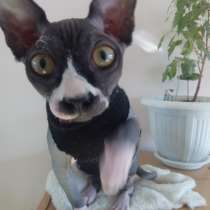 Вязка, в Симферополе