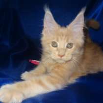 Котята мейн кун Максимус, в Москве