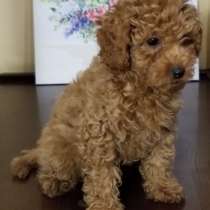 Пудель. Red, в г.Гамбург