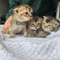 Шотландские котята, в Брянске