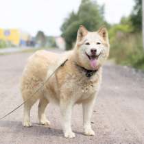 Красавица хаски с голубыми глазами, в Санкт-Петербурге