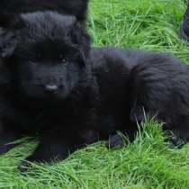 Алиментный Щенок немецкой овчарки черной длинношерстной, в Краснодаре