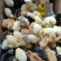 Продам цыплят, утят, гусят, индюшат!, в г.Херсон