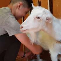 Животновод/ помощник по хозяйству в пос. Песочный, СПб, в Санкт-Петербурге