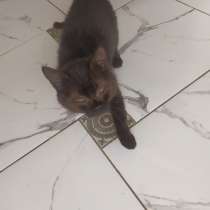 Котенок, 4 месяца, в г.Могилёв