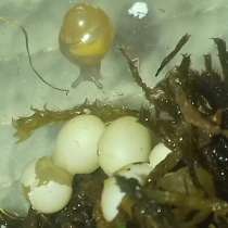 Улитки ахатины, в Кызыле