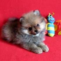 Щенки миниатюрного шпица, в Санкт-Петербурге