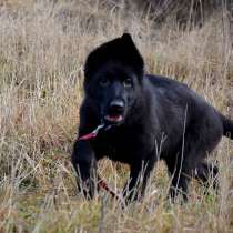 Для ценителей чёрной немецкой овчарки, в г.Вильнюс