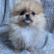 Померанский шпиц мини. Пати - колор, в г.Людвигслюст