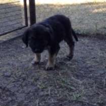 Отдадим в хорошие руки.6 щенят.4 месяца.Отдадим даром, в Ростове-на-Дону