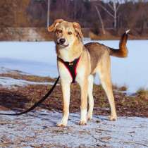 Идеальный компаньон для всей семьи, молодая собака Лесса, в Москве