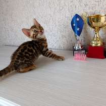 Бенгальские котята, в г.Минск