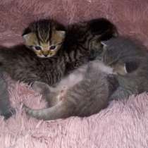 Готовятся к продаже шотландские котята, в г.Макеевка