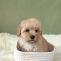 Maltipoo F - 1. Boy's, в г.Нюртинген