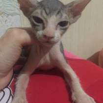 Сфинкс Вульф, в Волгодонске