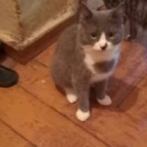 Отдам котика в добрые руки, в Ревде