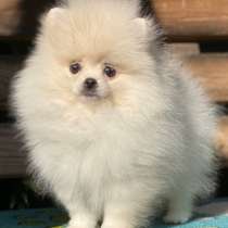 Померанский шпиц, в г.Stoltenberg