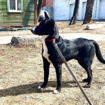 Ваш самый верный друг! Пес-подросток Цезарь в добрые руки, в Иркутске